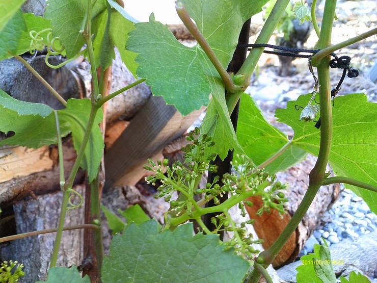 notretravailalavigne201011 classe3pj